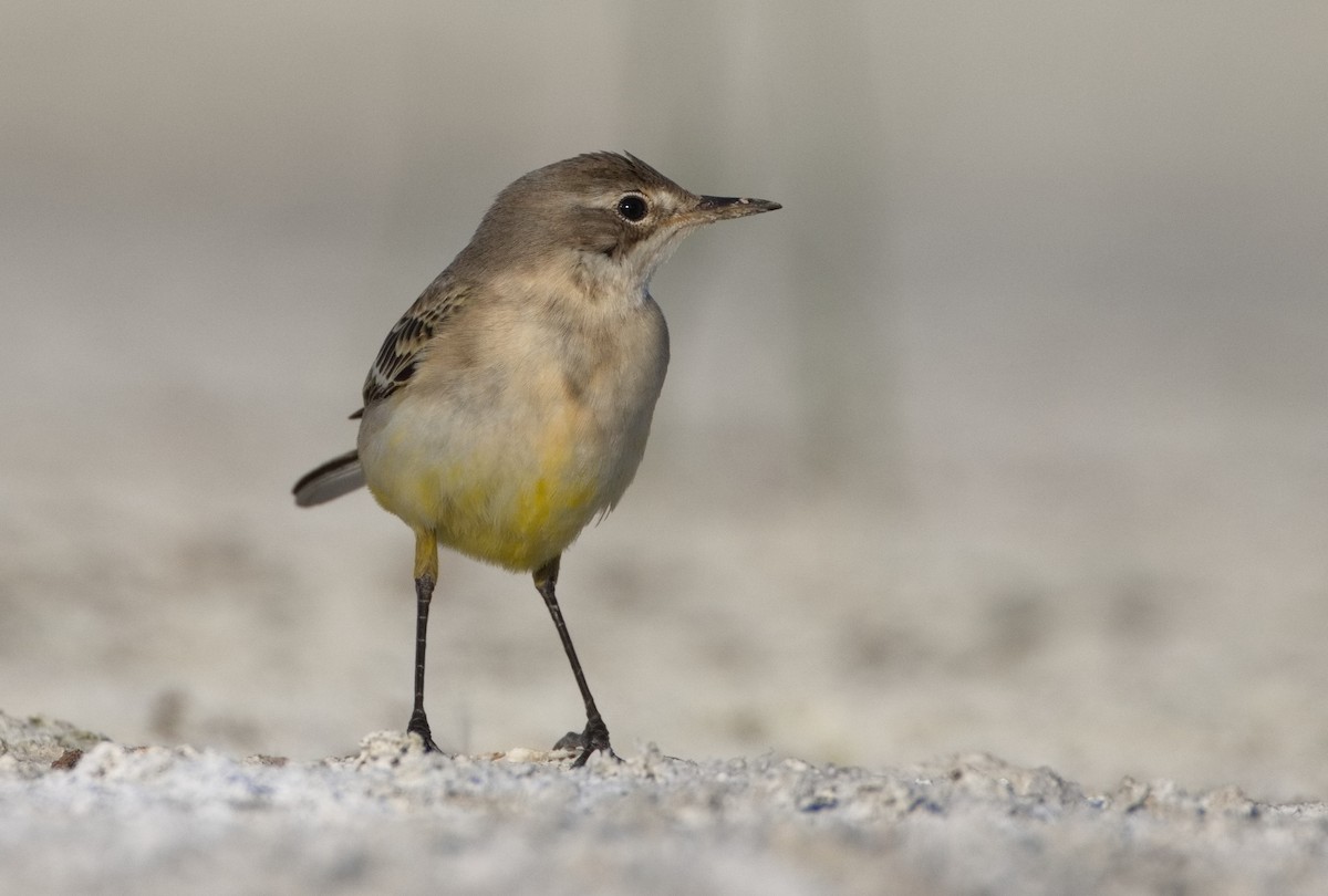 gulerle - ML646565712