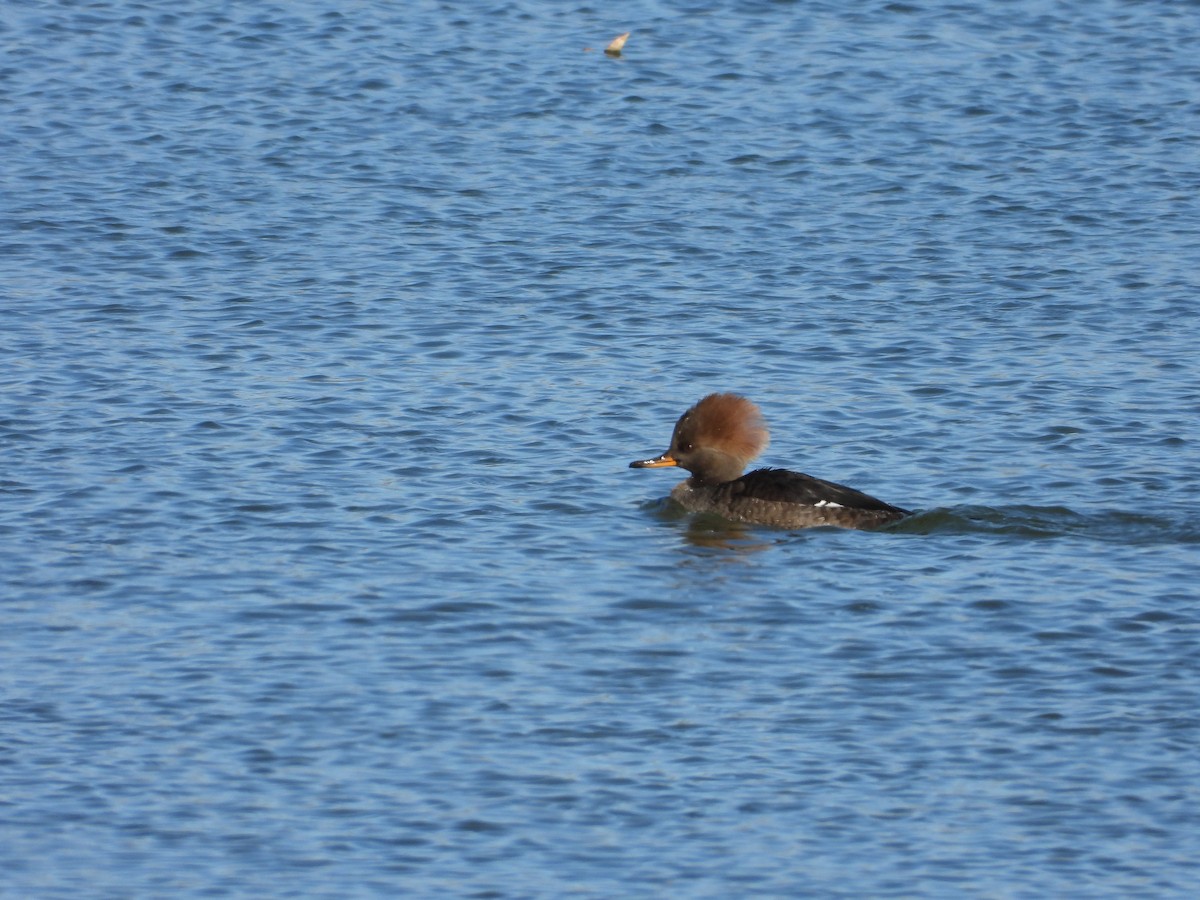 Başlıklı Tarakdiş - ML646565716