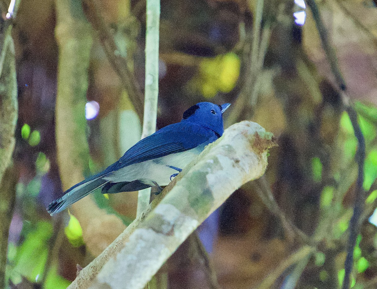 svartnakkemonark - ML646565719