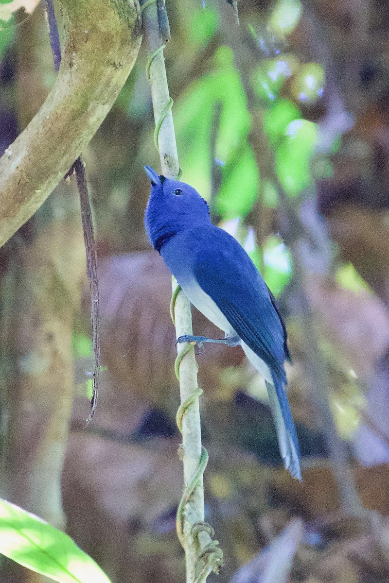 svartnakkemonark - ML646565720