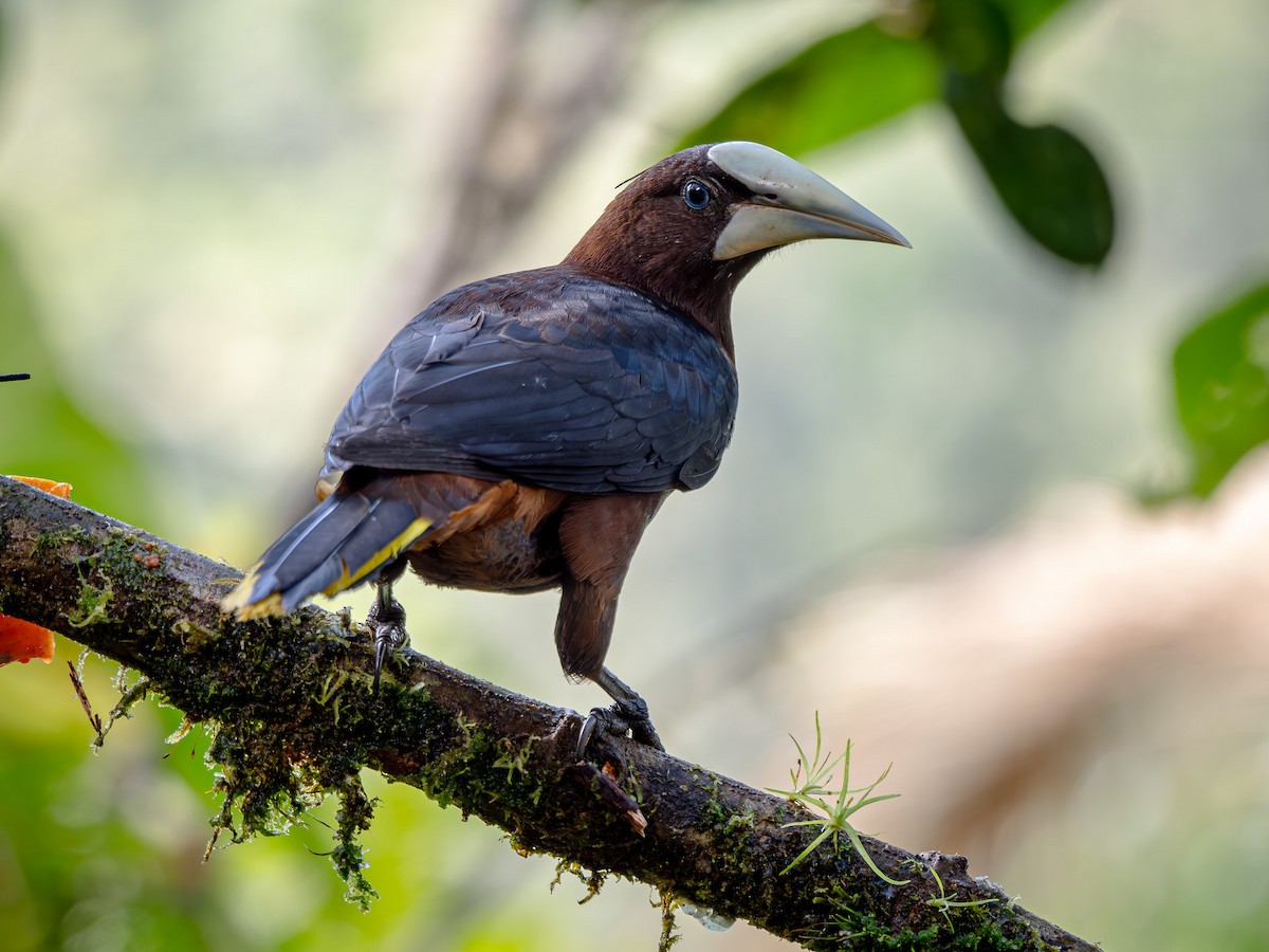 kastanjeoropendola - ML646565722