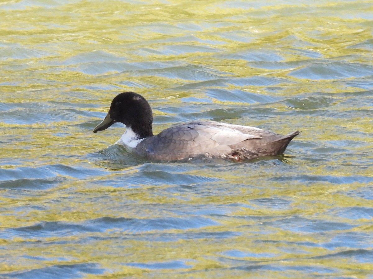 stokkand (domestisert) - ML646565727