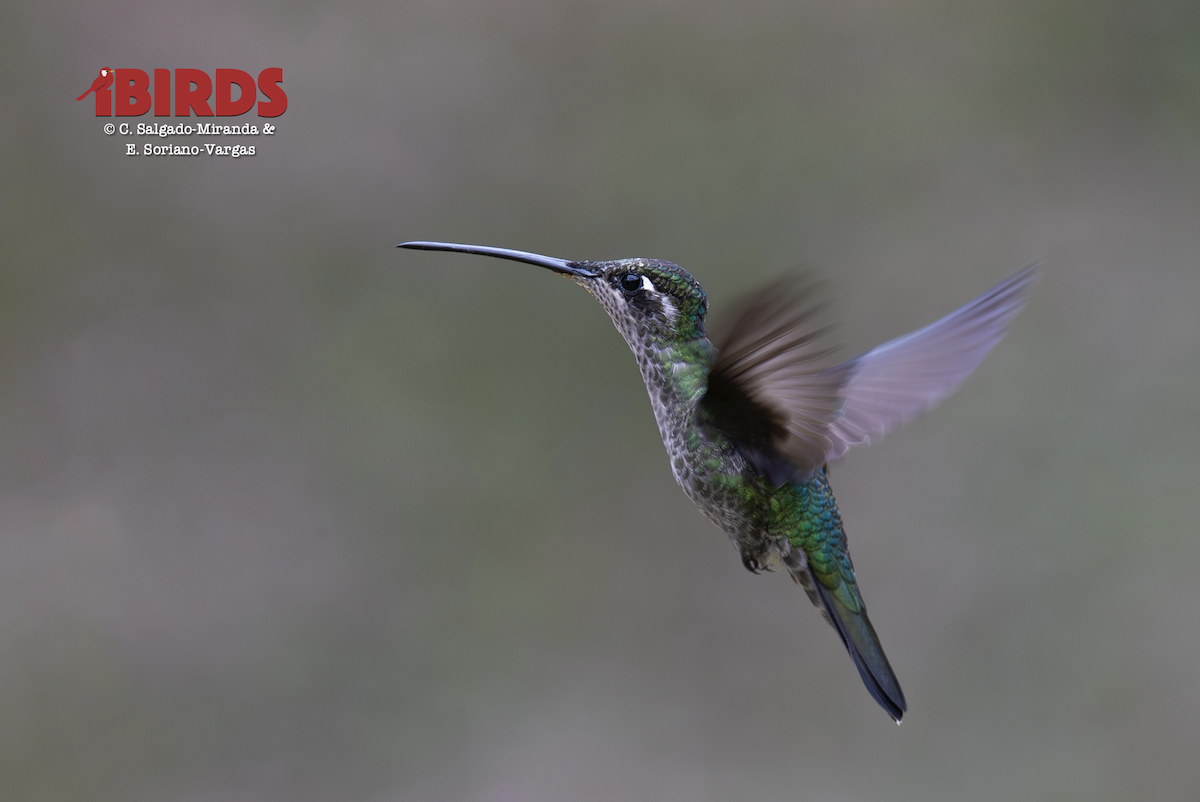 talamancakolibri - ML646565729