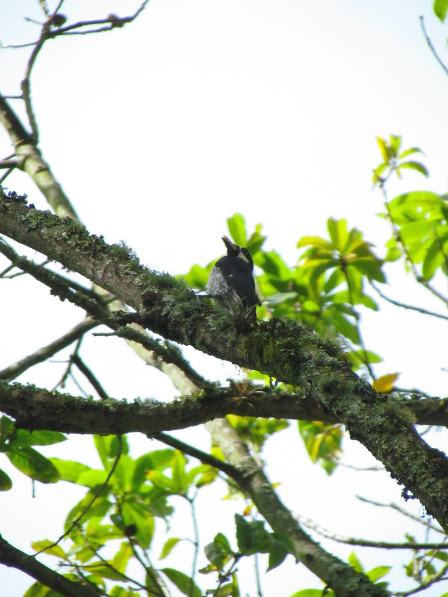 eikespett - ML646565731