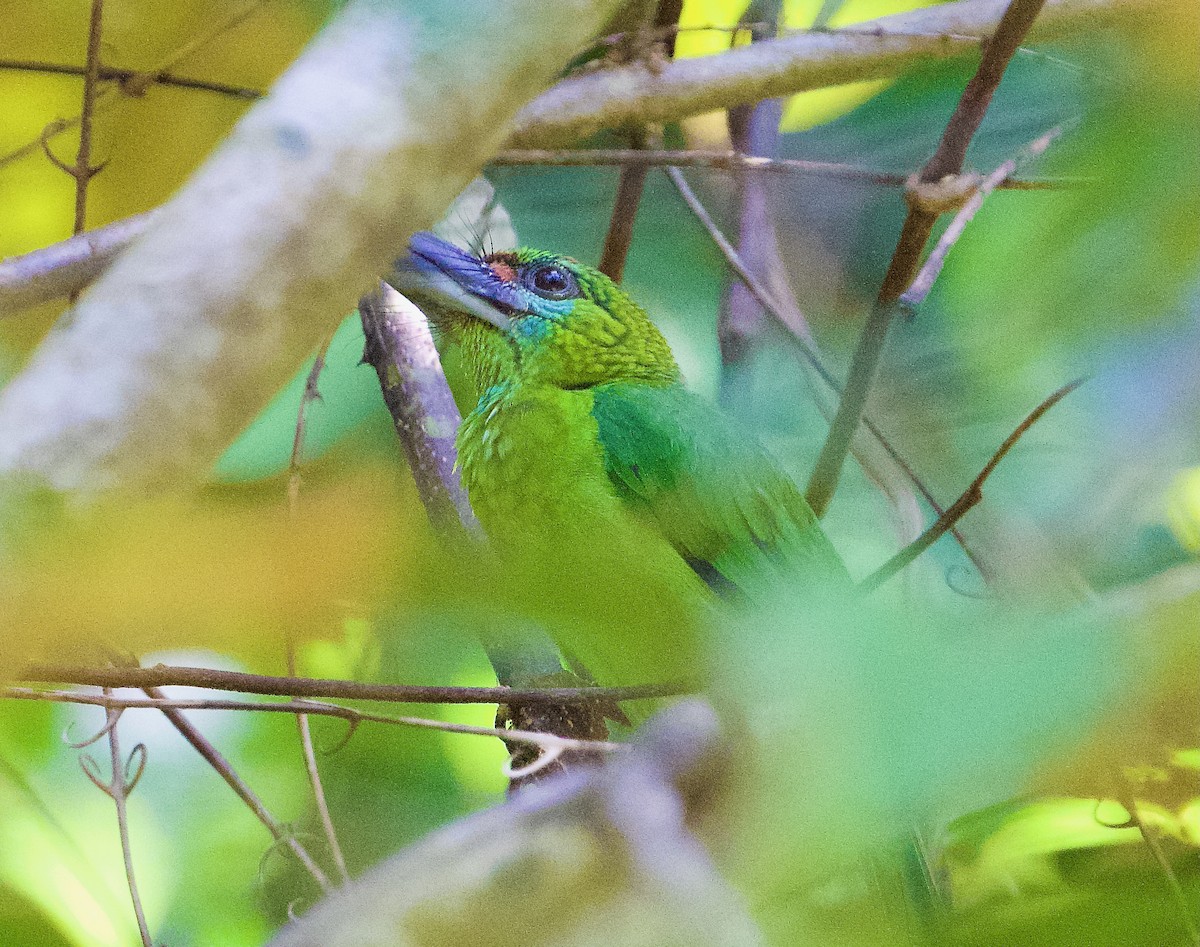 rødstrupeskjeggfugl - ML646565733