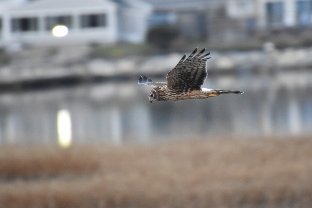 Northern Harrier - ML646565734