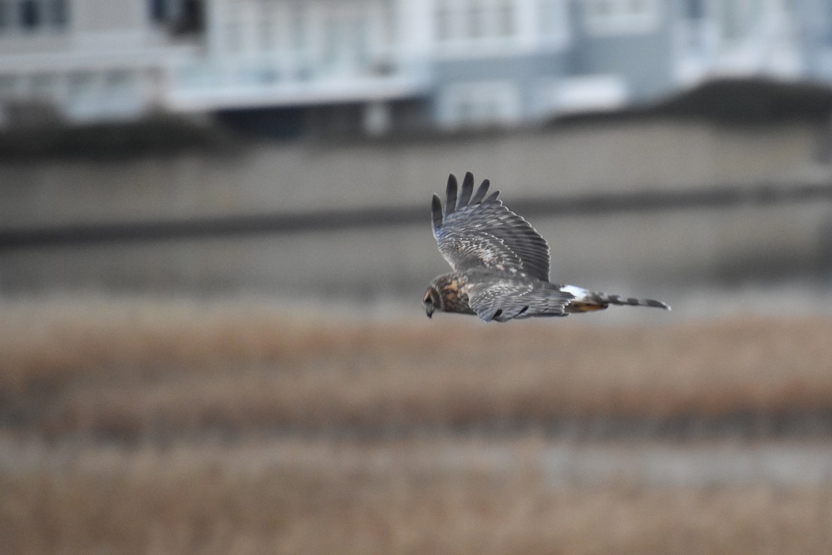 Northern Harrier - ML646565735