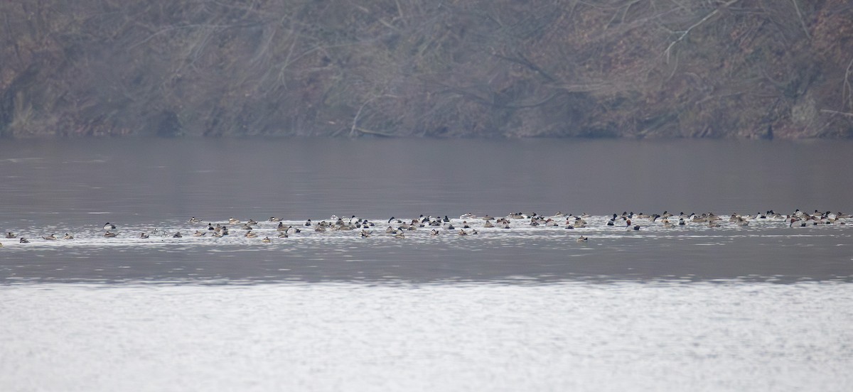 צולל אמריקני - ML646565738