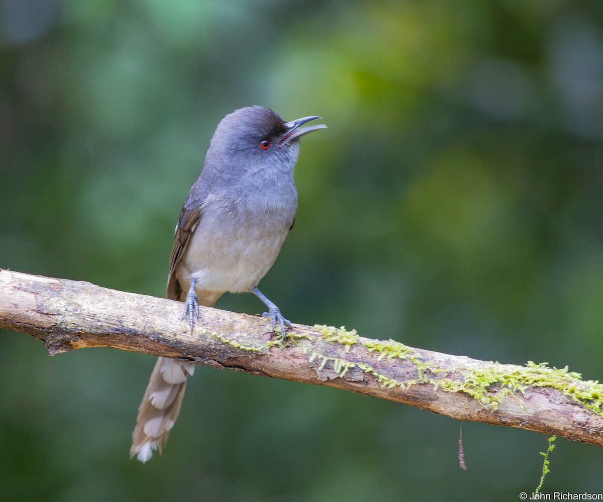 Long-tailed Sibia - ML646565739