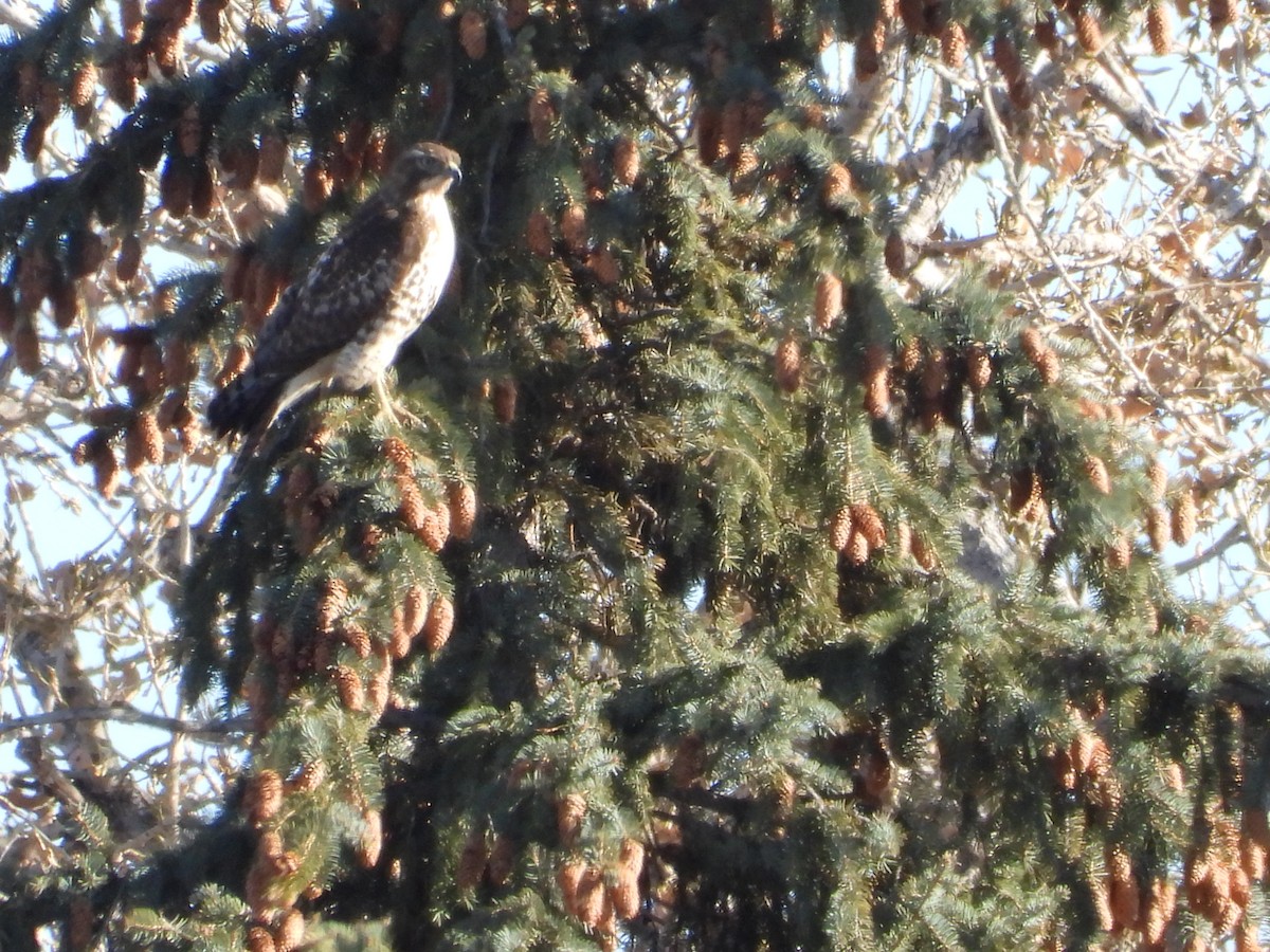 Kızıl Kuyruklu Şahin - ML646565740