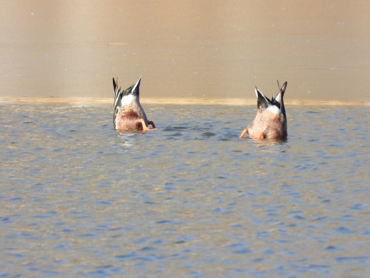 Kaşıkgaga - ML646565754