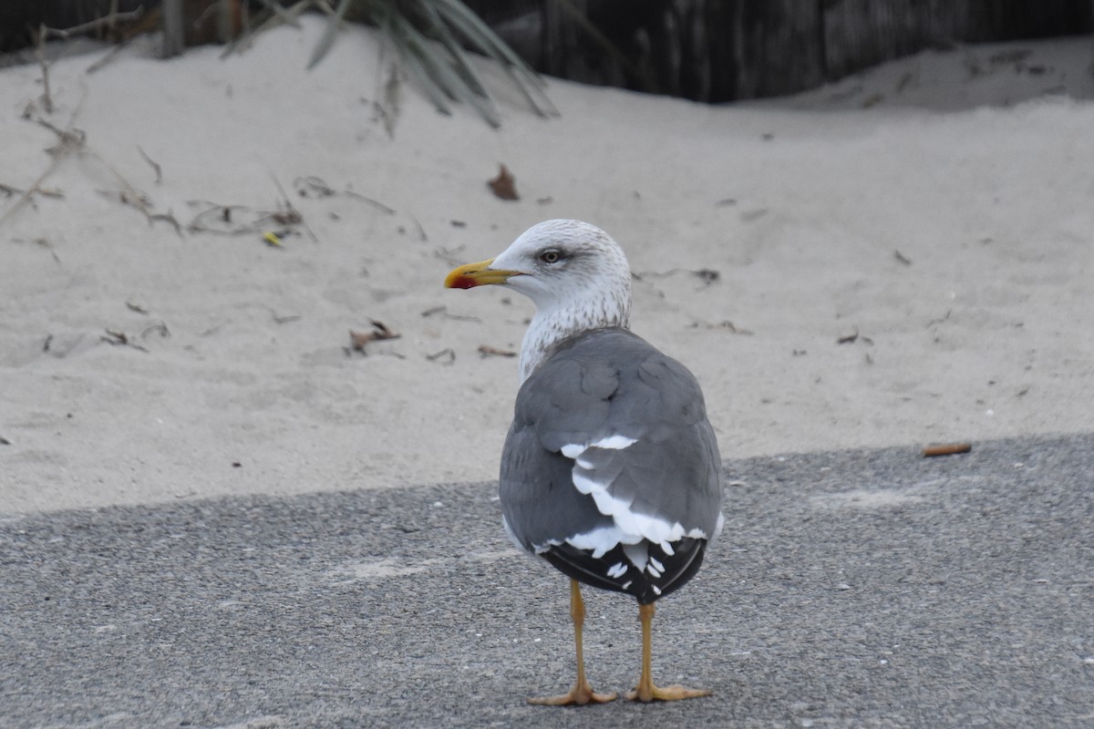 Kara Sırtlı Martı - ML646565755