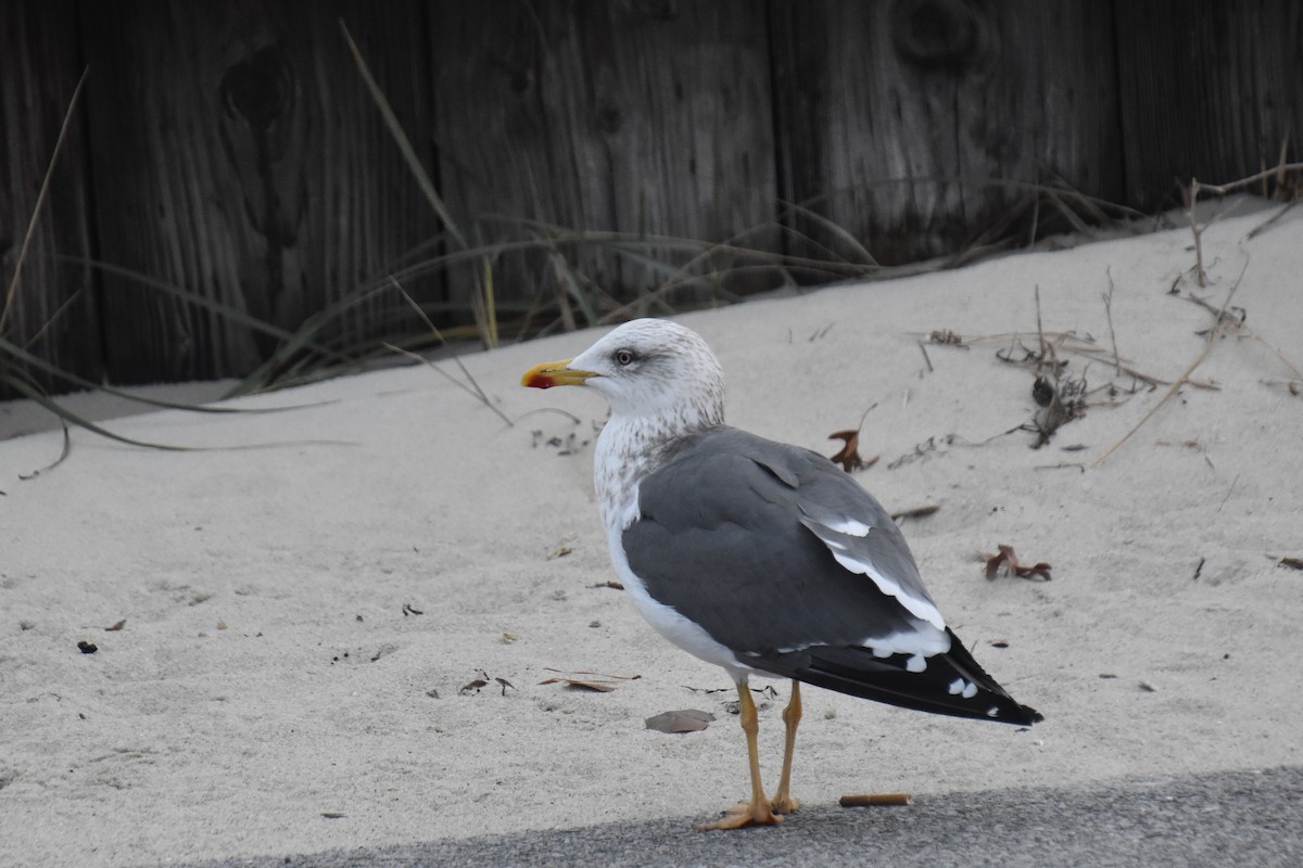 Kara Sırtlı Martı - ML646565756