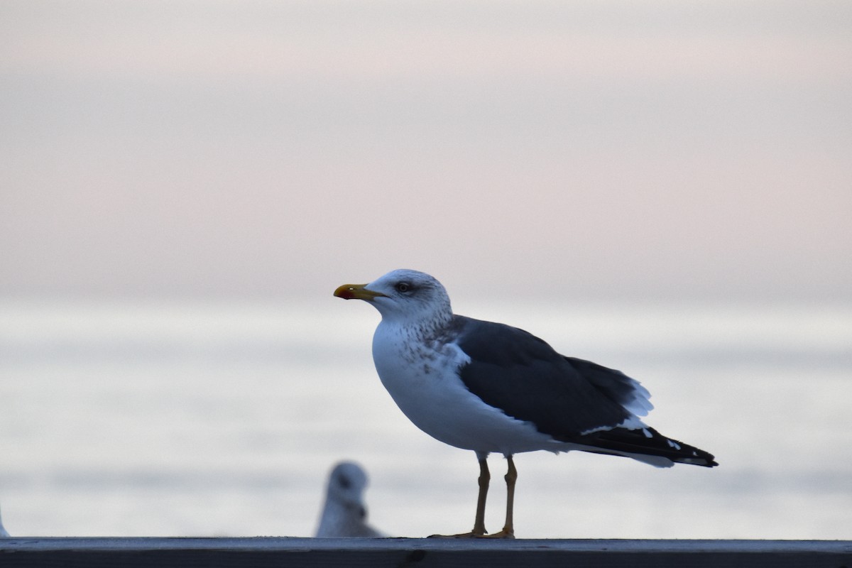 Kara Sırtlı Martı - ML646565758