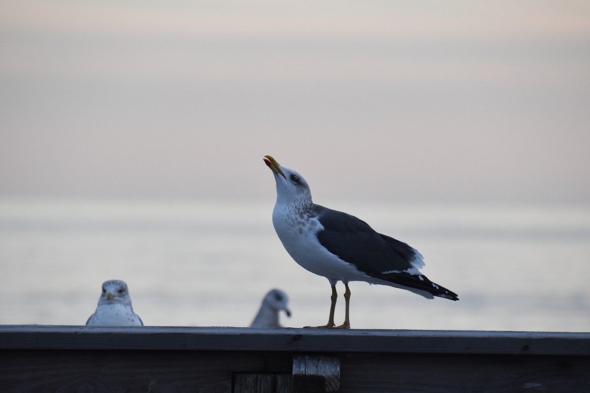 Kara Sırtlı Martı - ML646565759