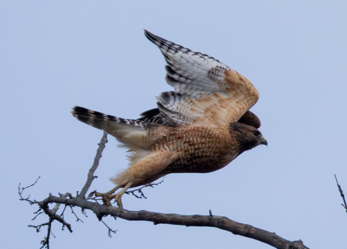 Red-shouldered Hawk - ML646565763