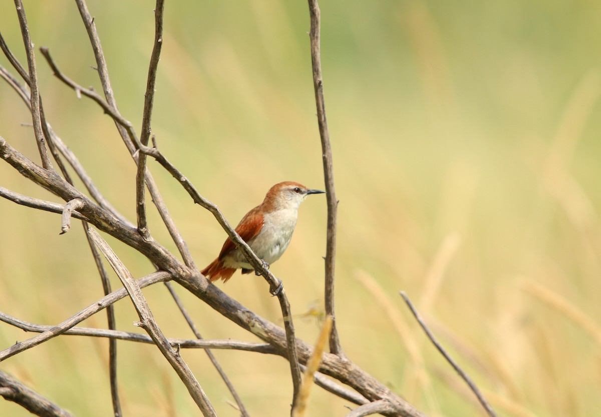 Yellow-chinned Spinetail - ML646565769