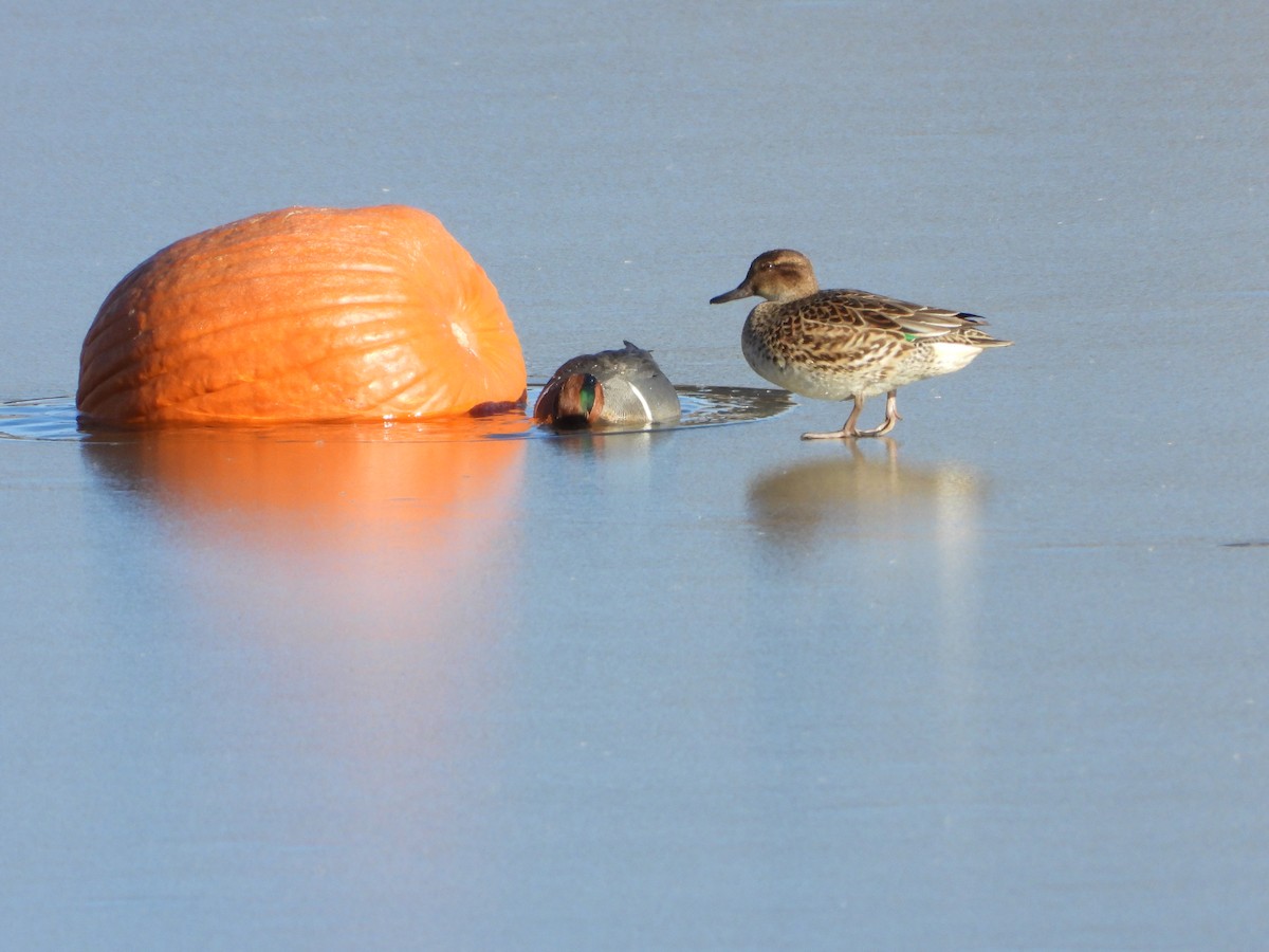 Çamurcun - ML646565772