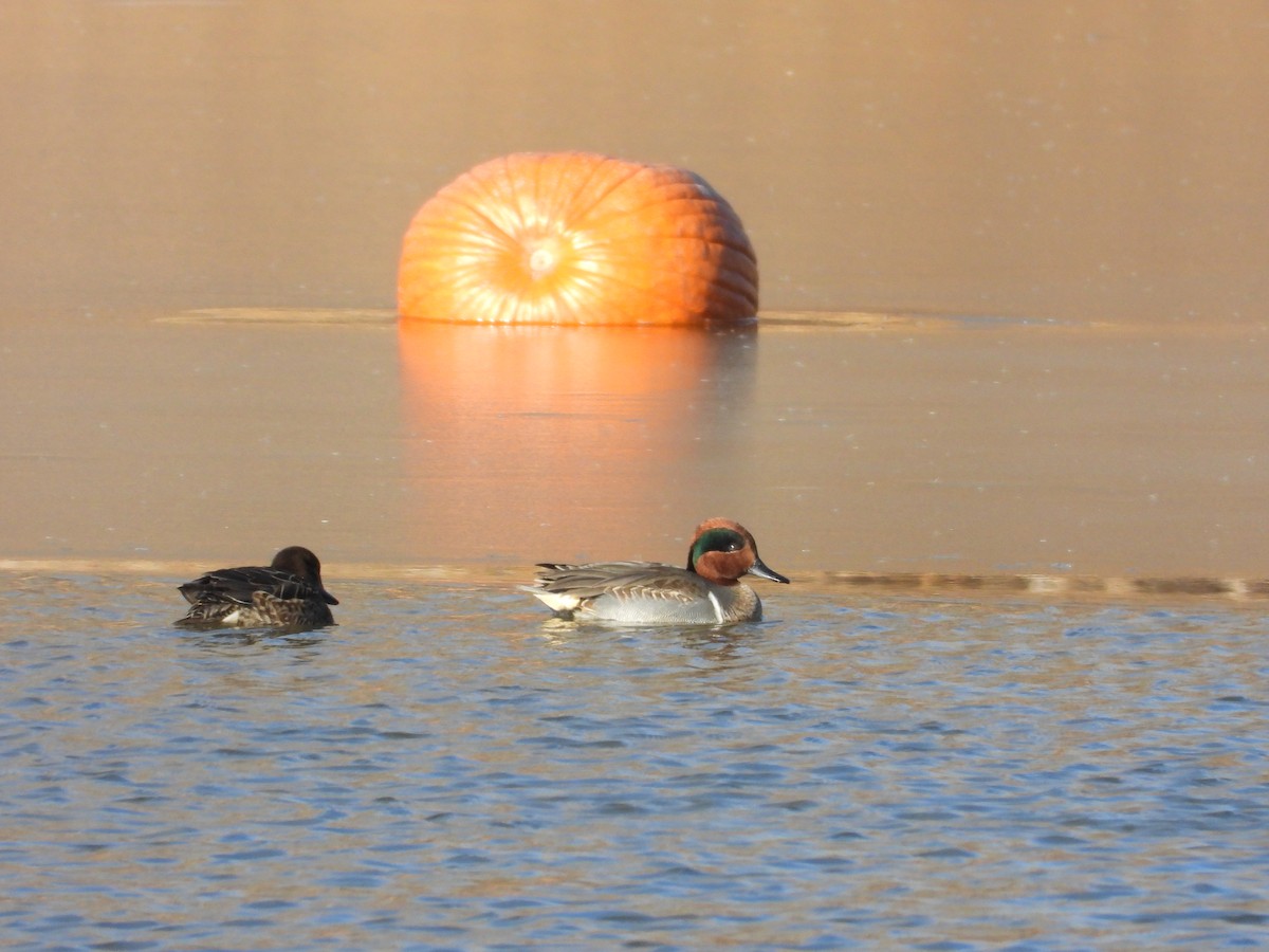 Çamurcun - ML646565773