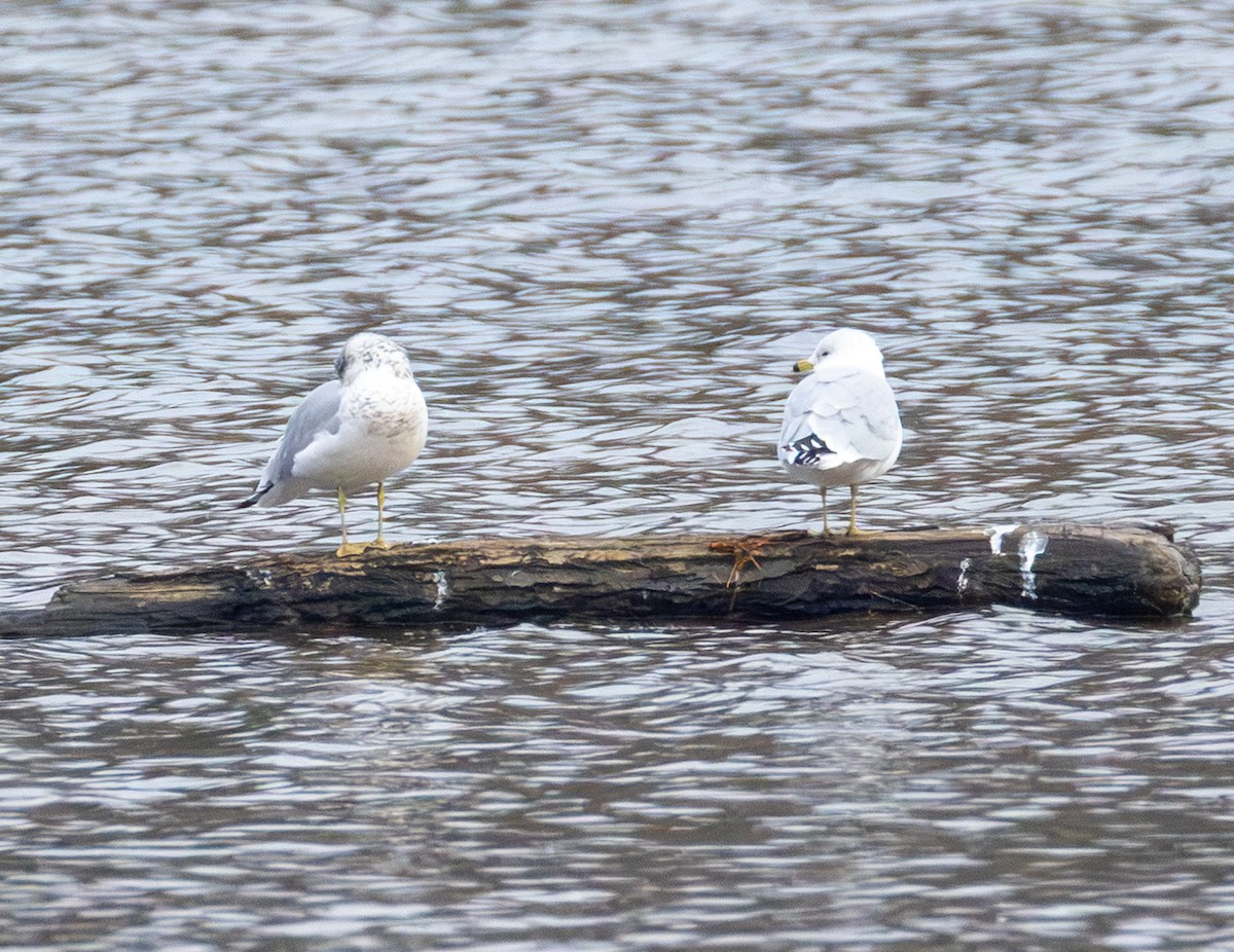 Ring-billed Gull - ML646565775