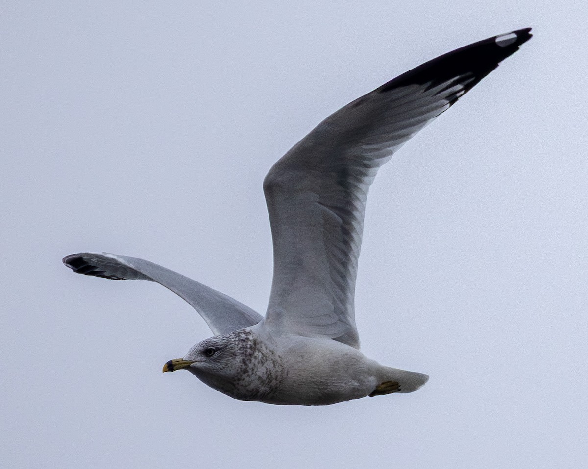 Ring-billed Gull - ML646565776