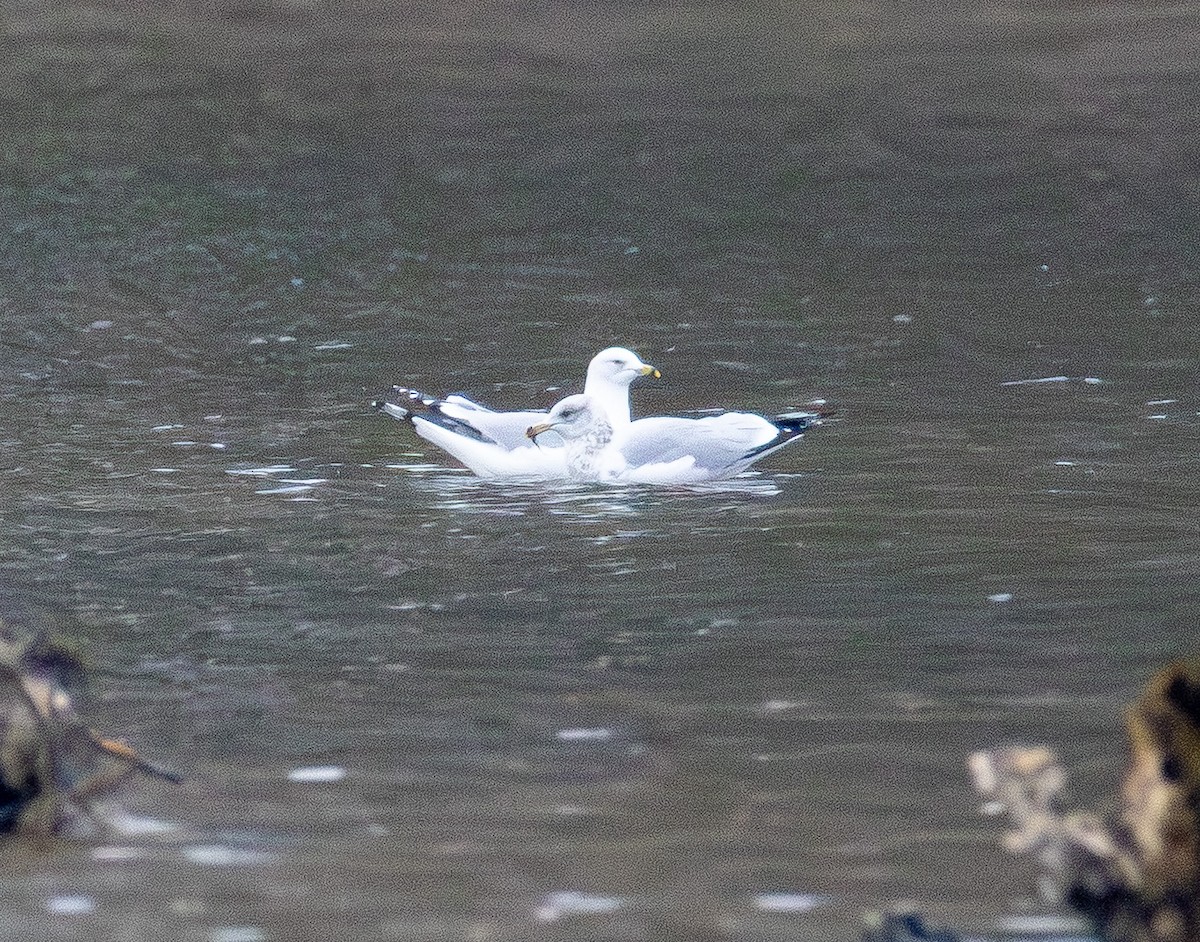 Ring-billed Gull - ML646565777