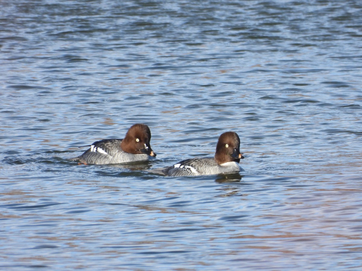 Altıngöz - ML646565778