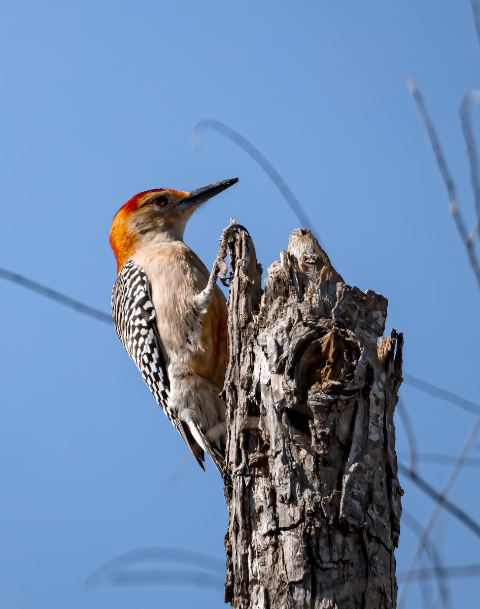 Гіла каролінська - ML646565779