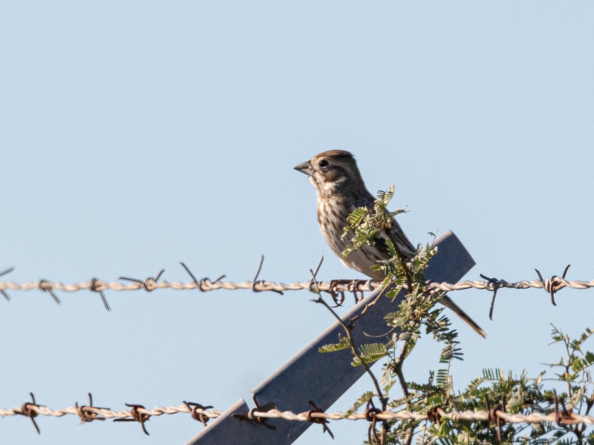 Lark Bunting - ML646565781