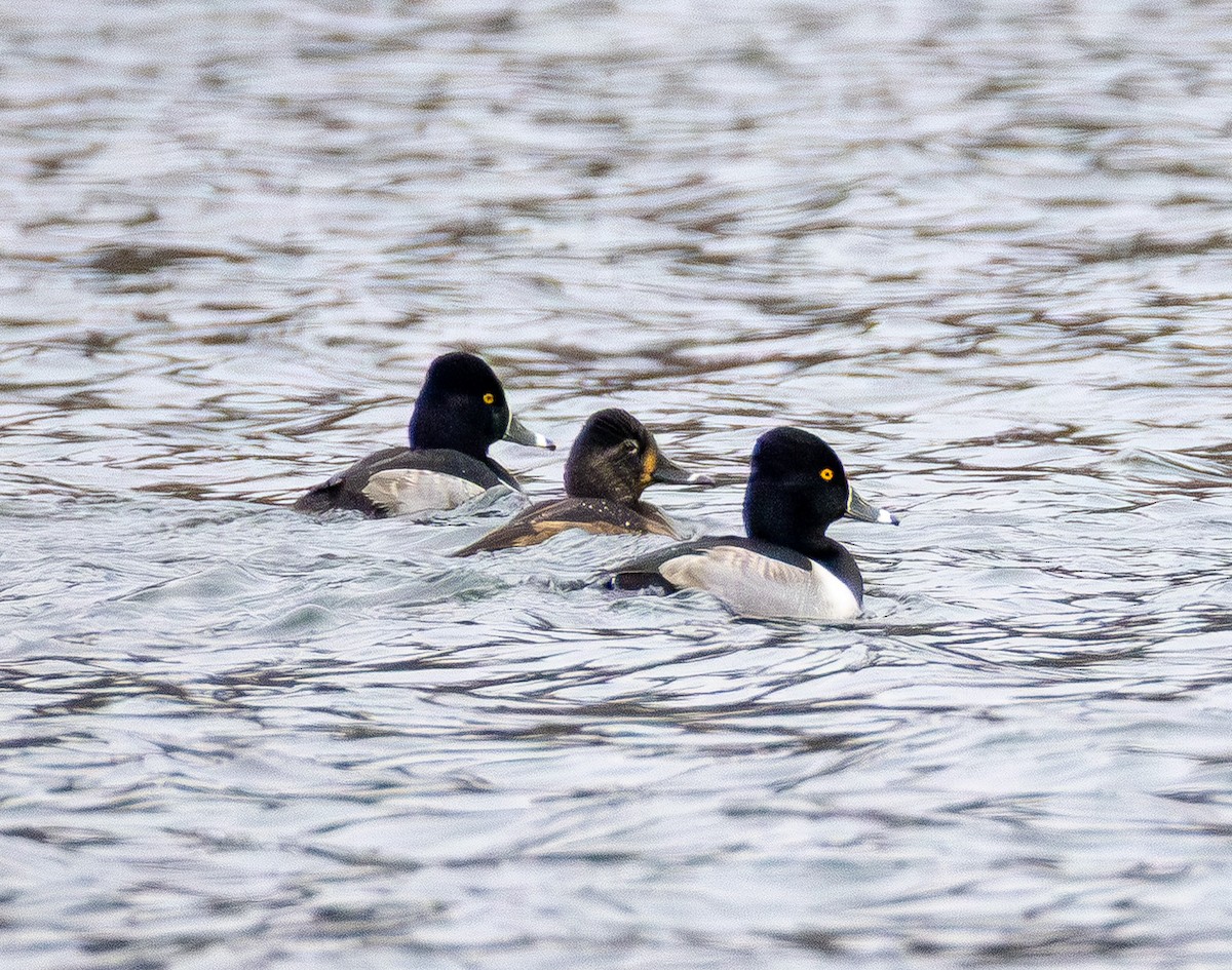 צולל צווארון - ML646565782