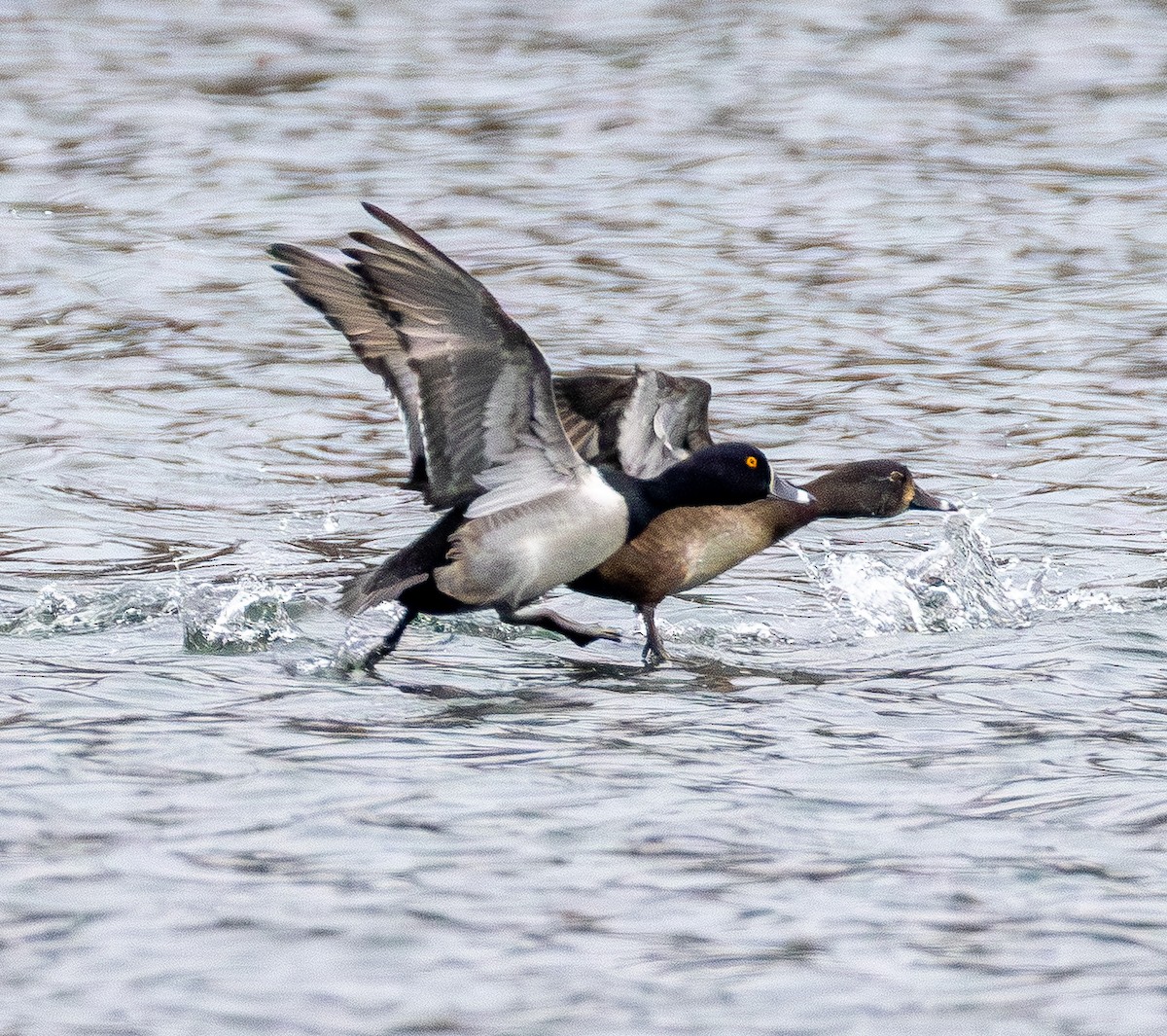 צולל צווארון - ML646565783