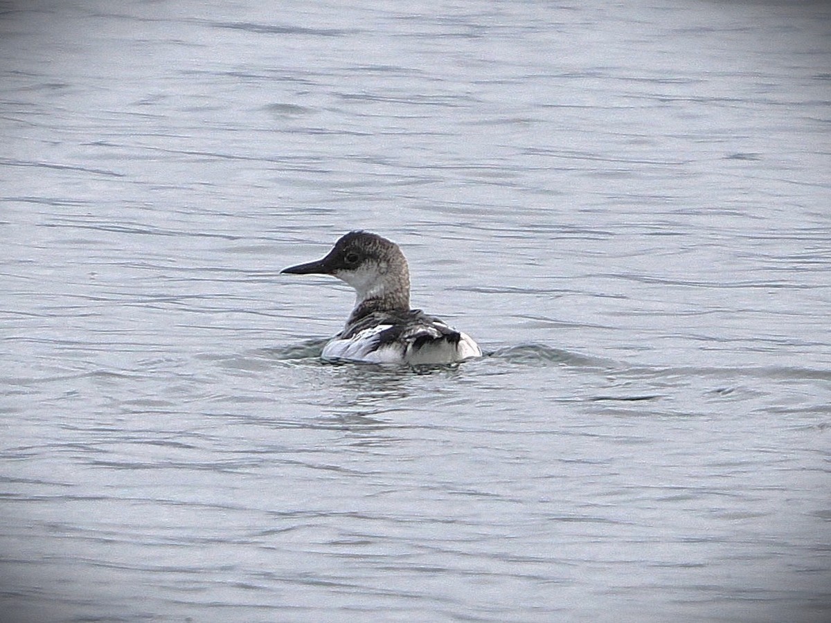 Pigeon Guillemot - ML646565789
