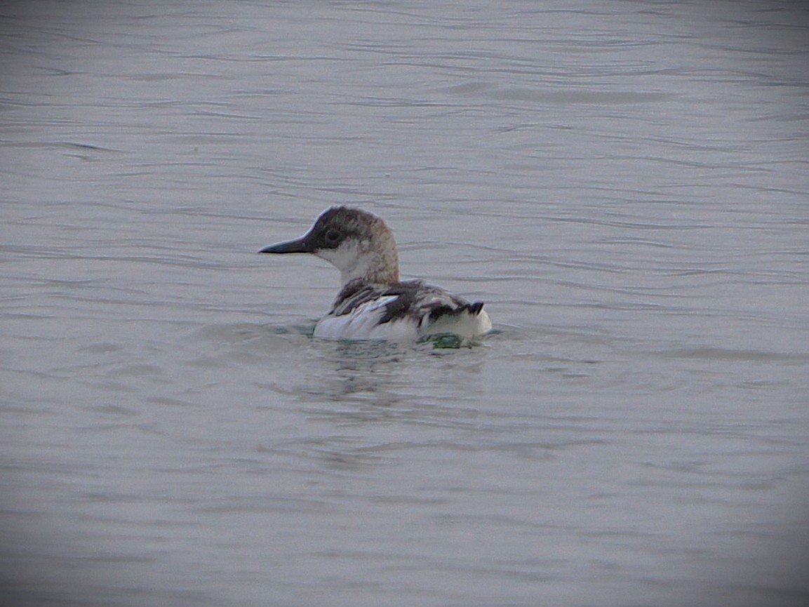 Pigeon Guillemot - ML646565790