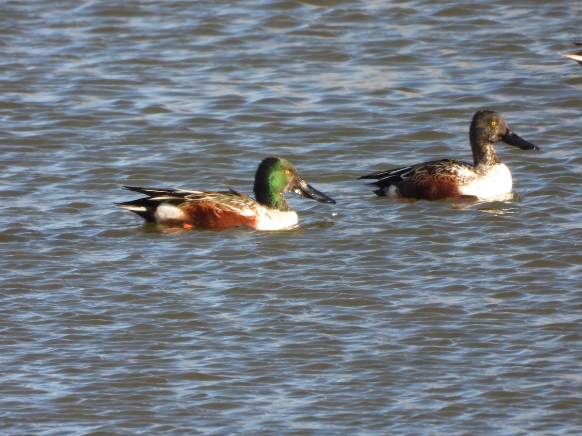 Kaşıkgaga - ML646565791