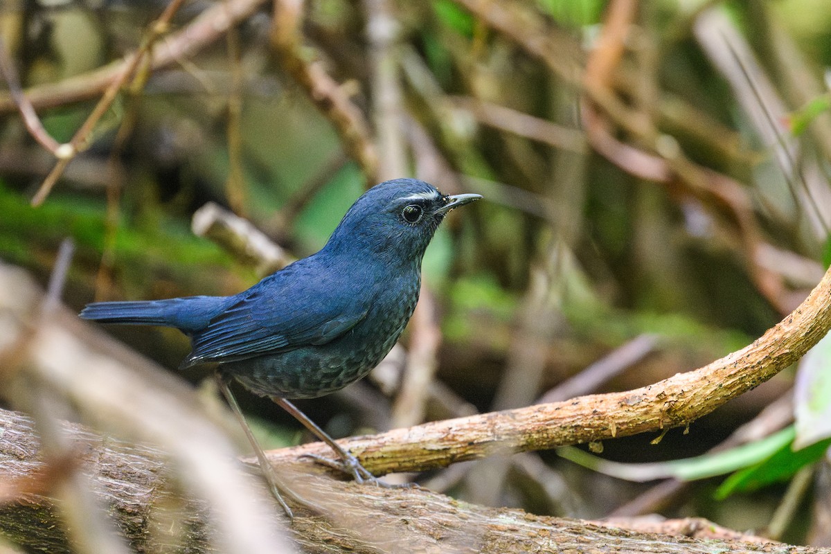 ヒマラヤコバネヒタキ - ML646565792