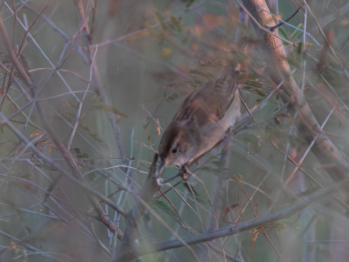 Marsh Wren - ML646565794
