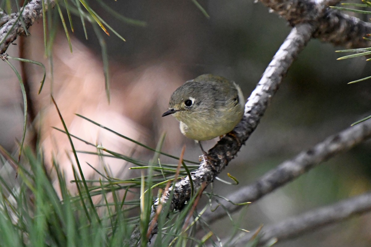 Ruby-crowned Kinglet - ML646565795