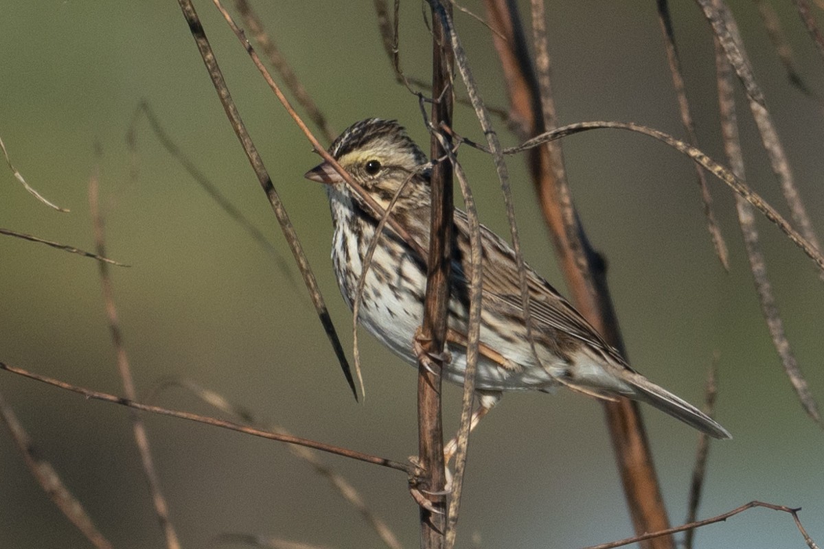 גיבתונית ערבות - ML646565796
