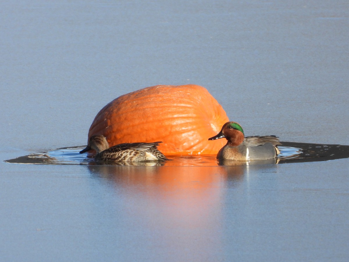 Çamurcun - ML646565798