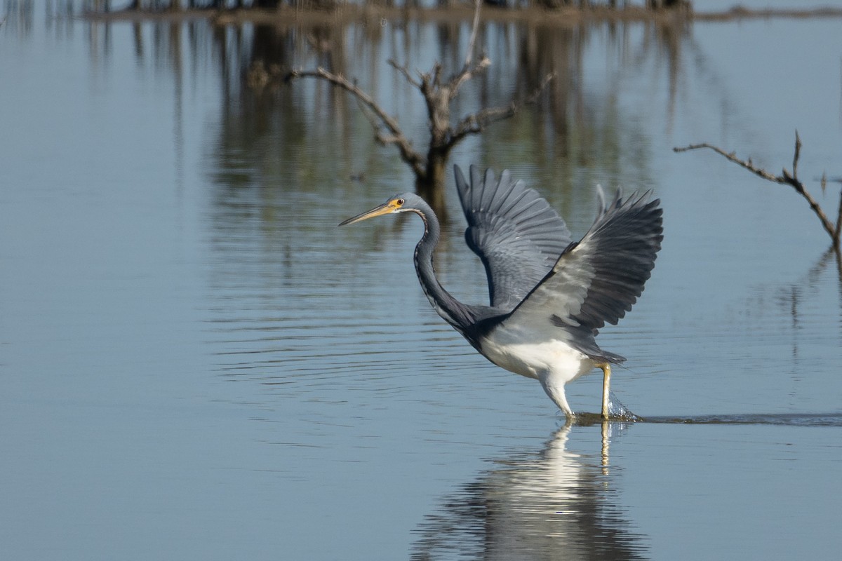 Tricolored Heron - ML646565799