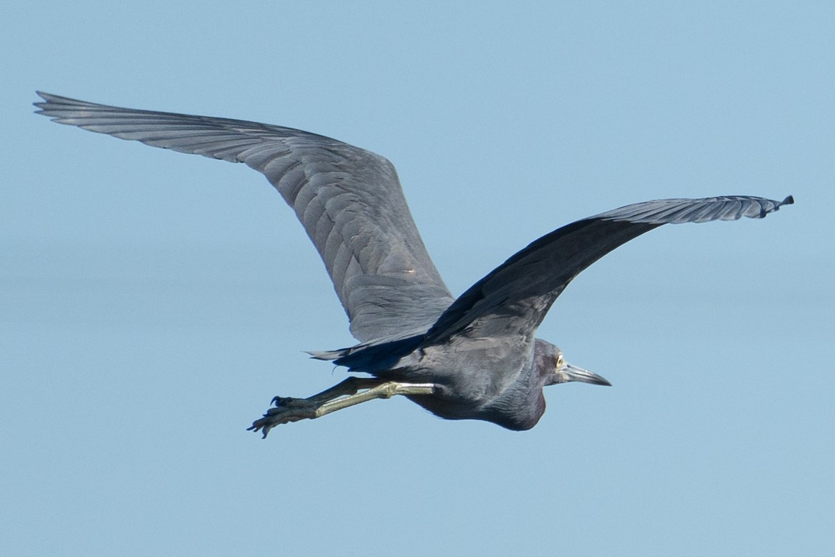 לבנית כחולה קטנה - ML646565801