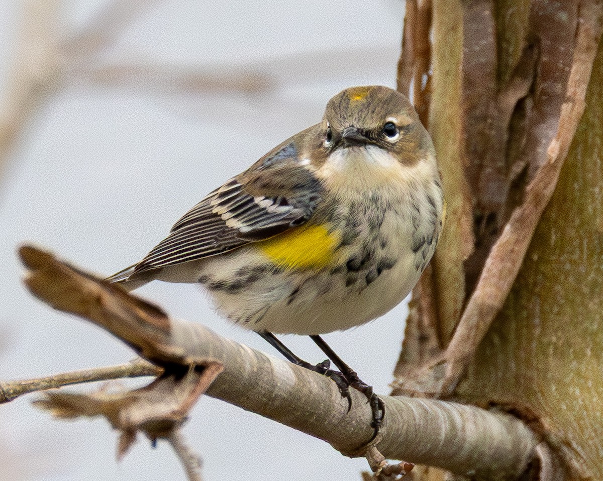 סבכון הכתר - ML646565802