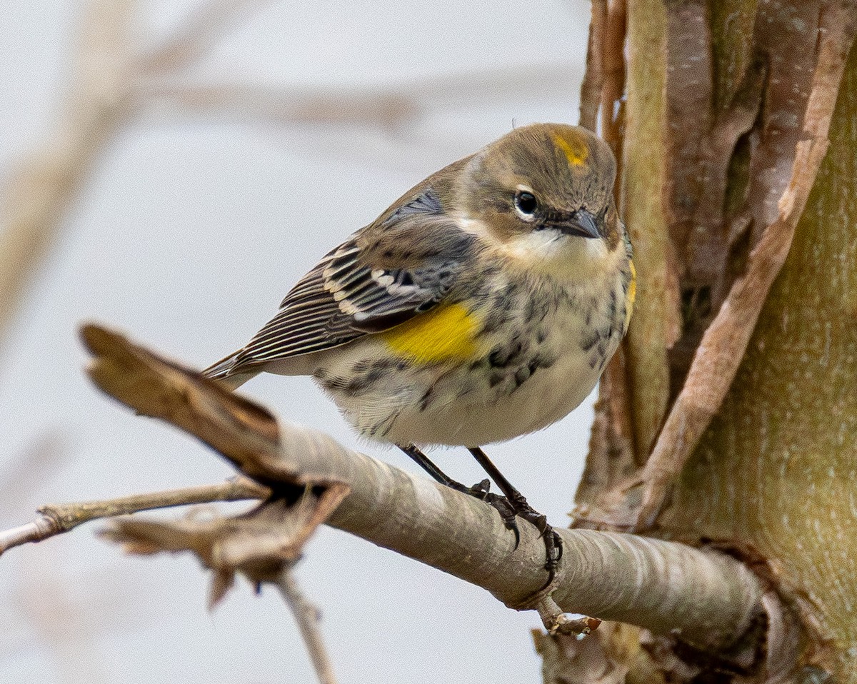 סבכון הכתר - ML646565803