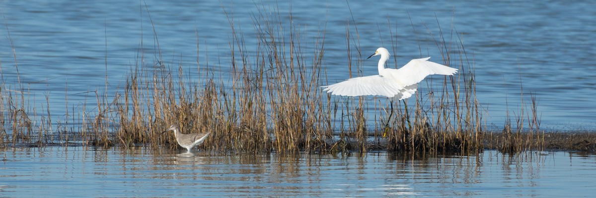 לבנית אמריקנית - ML646565805