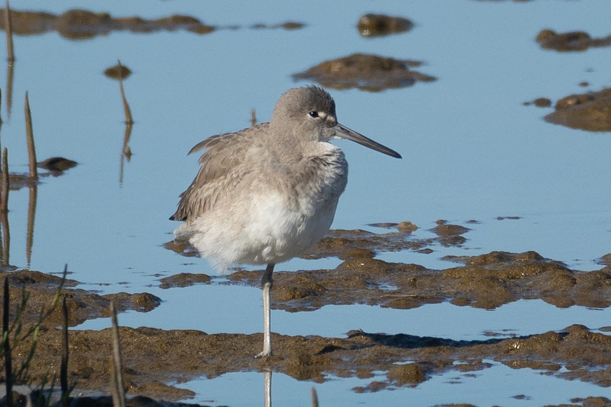 בבואן קרום-אצבעות - ML646565807
