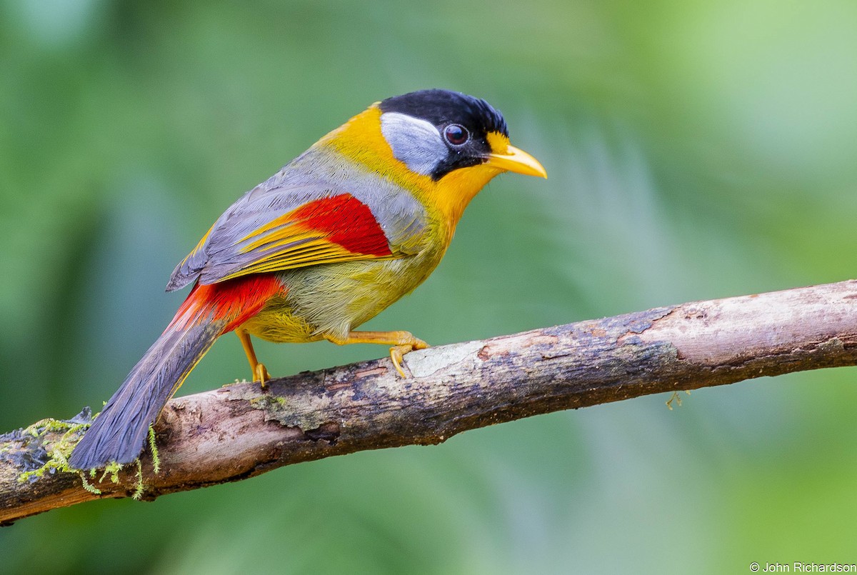 Silver-eared Mesia - ML646565812