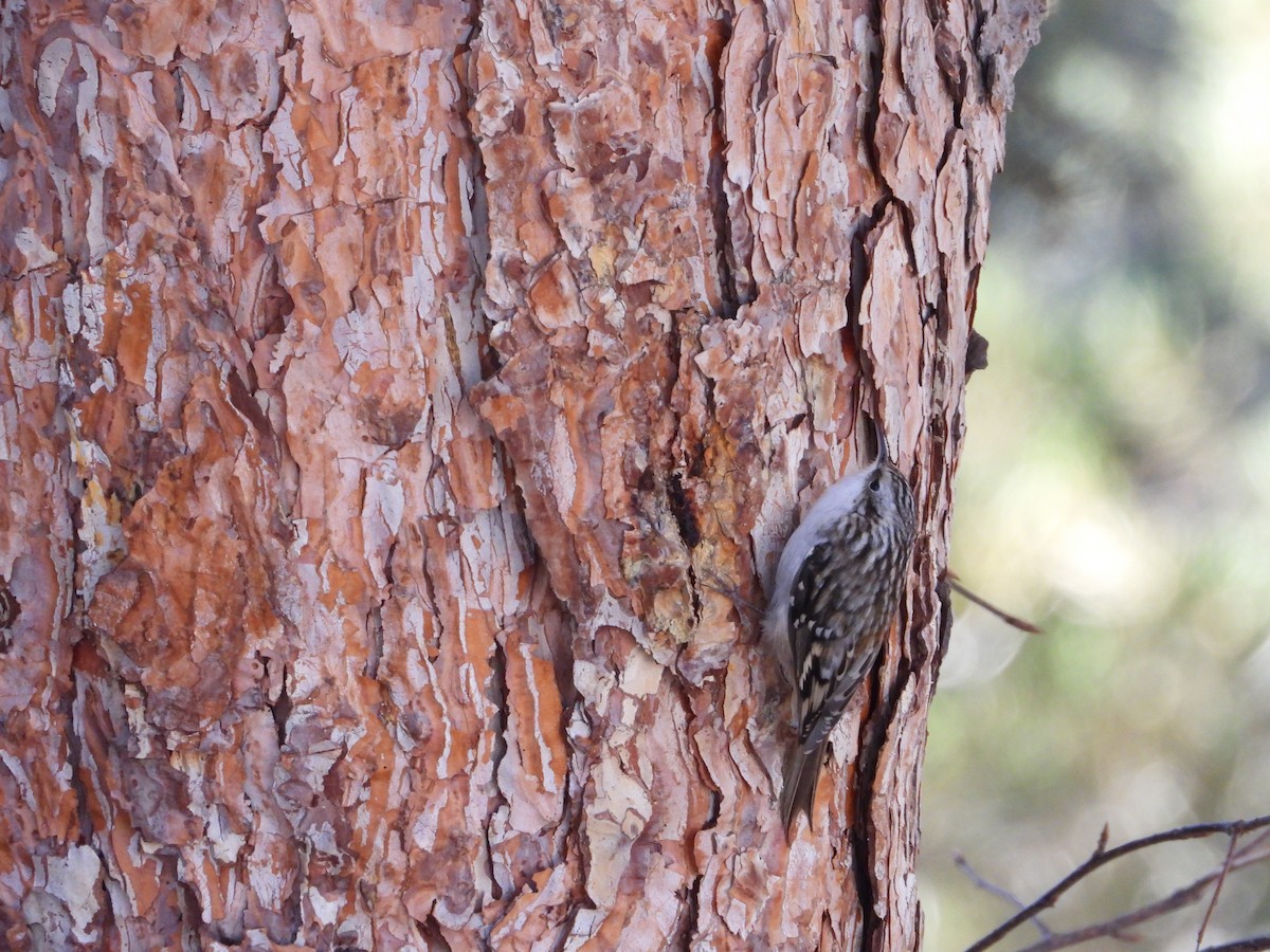 Amerika Tırmaşıkkuşu - ML646565813