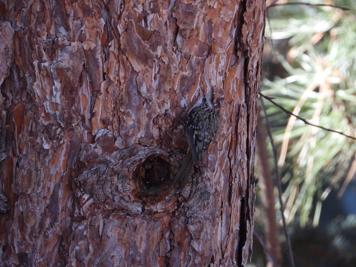 Amerika Tırmaşıkkuşu - ML646565814