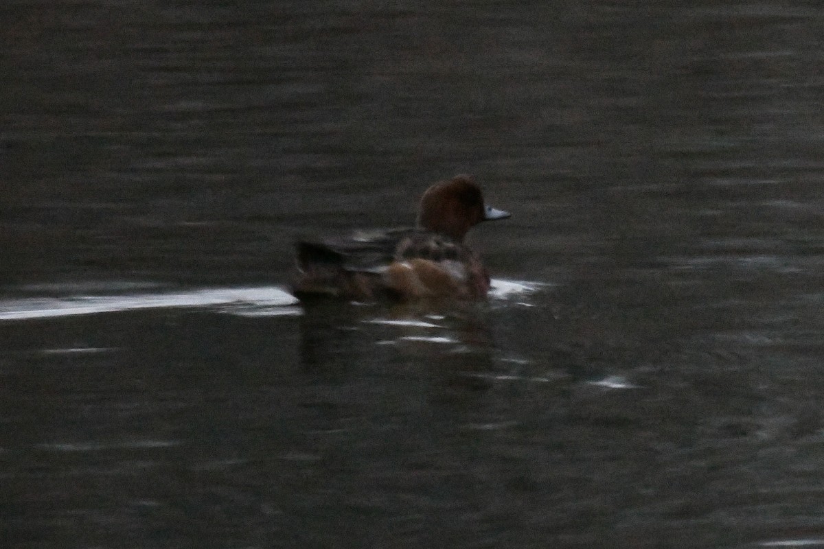 Pfeifente - ML646565819