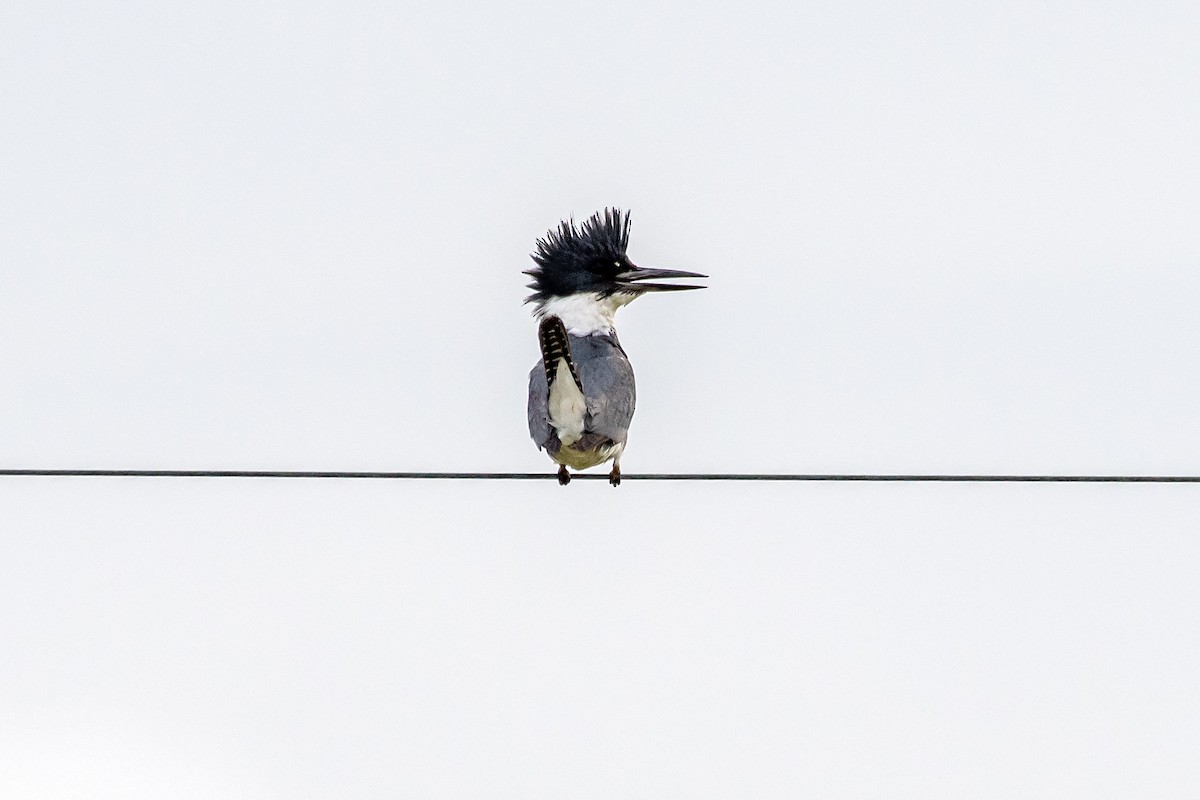Belted Kingfisher - ML646565820